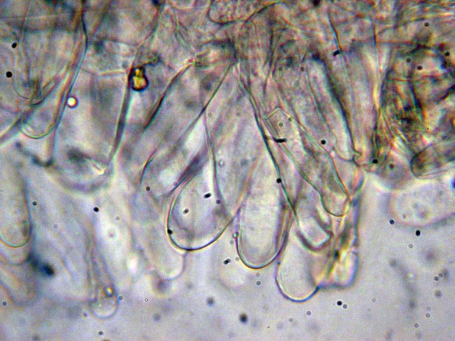 Pluteus secc. Hispidoderma (cfr. P. semibulbosus)